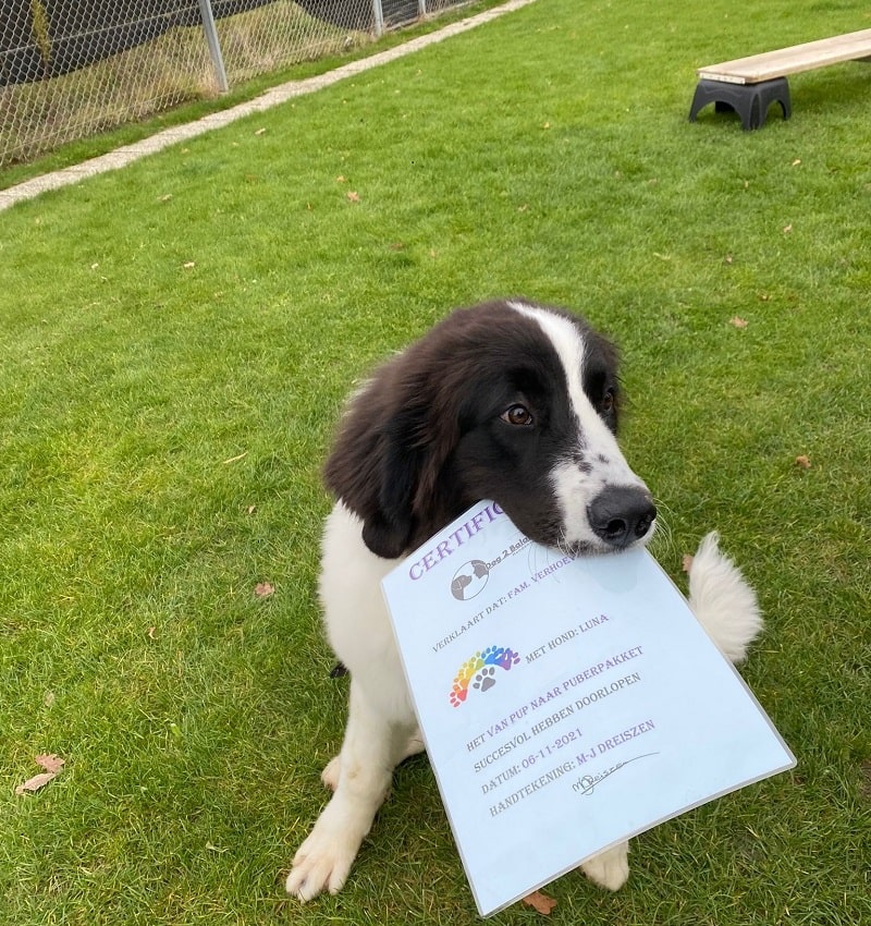 Luna met certificaat