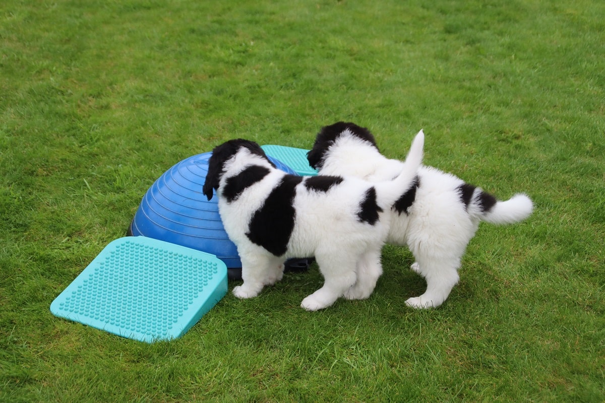 Puppy's op schoolreisje.